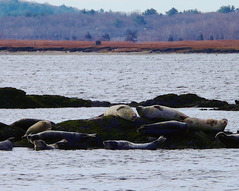 Guided Seal Walk at Salisbury Beach State Reservation