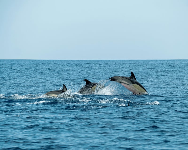 Ocean Safari Wildlife Boat Tour & Swim in Kona