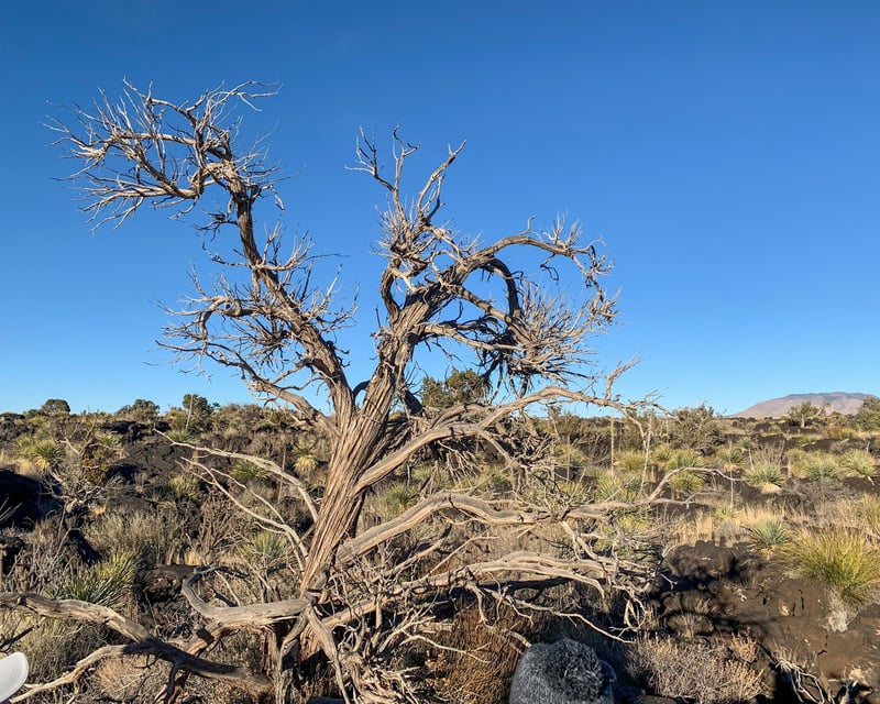 Guided Bear Saddle Hike From Bisbee