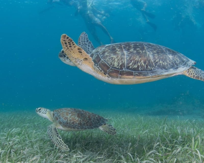 Vieques Snorkeling & Beach Day Trip from Fajardo