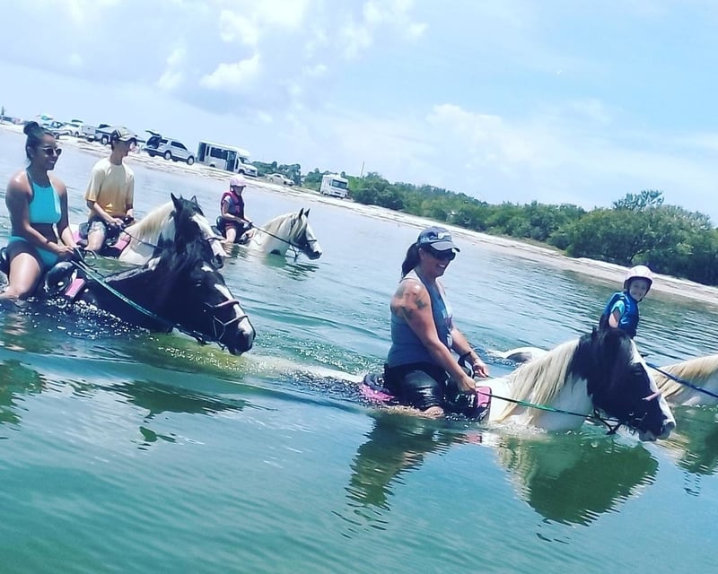 Bradenton Bay Horseback Swim Tour