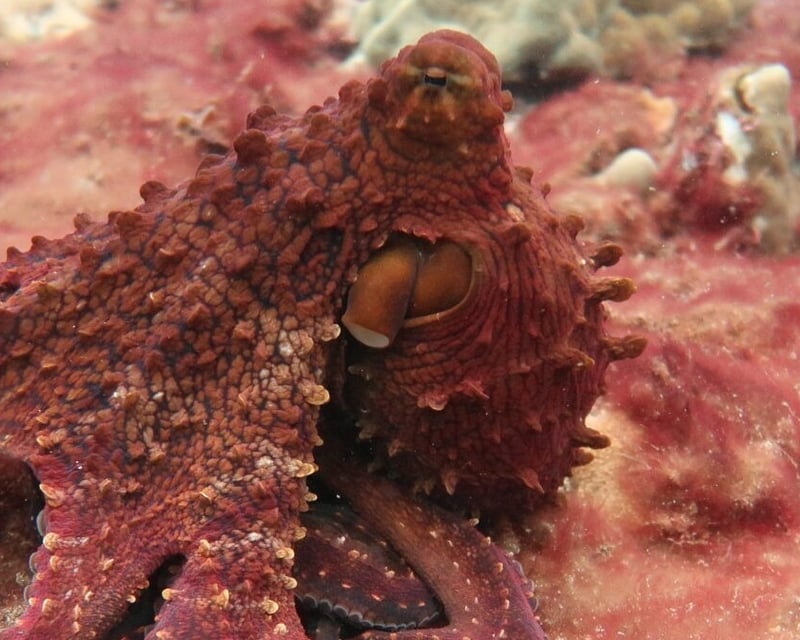 Private Night Shore Dive at Koloa Landing, Poipu