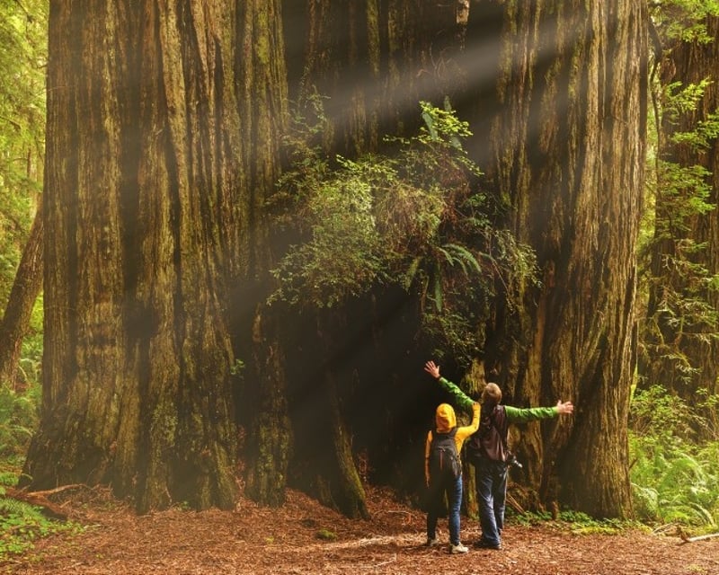 Tall Trees Grove Guided Hike in Redwood National Park