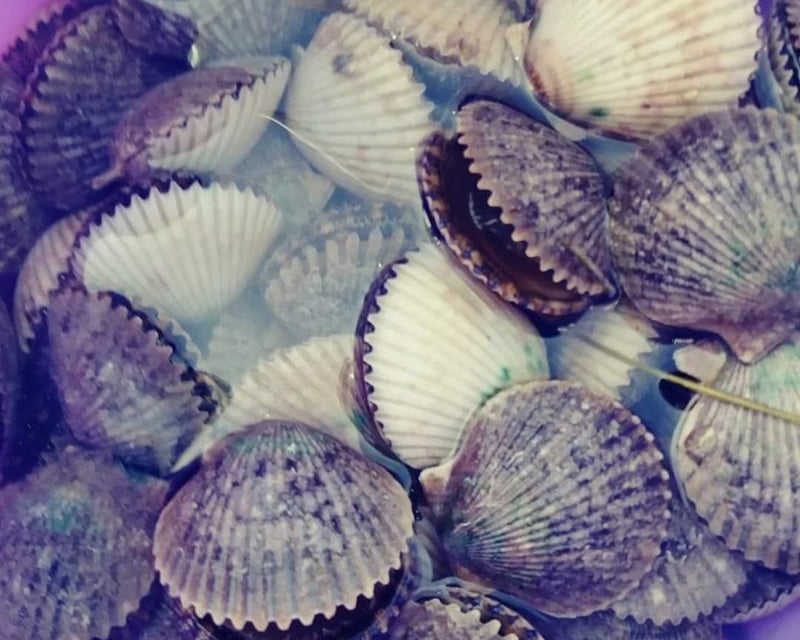 Bay Scallop Snorkeling Charter in Crystal River