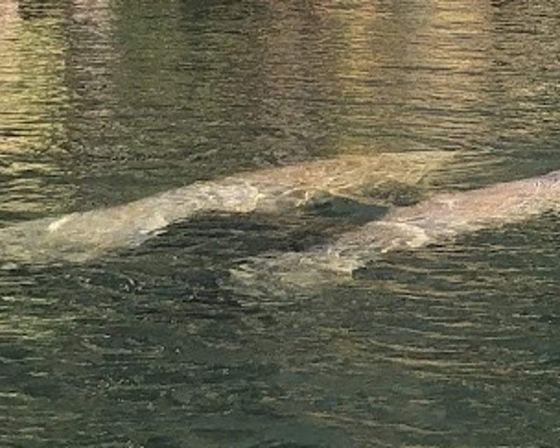 Homosassa Manatee Observation Cruise