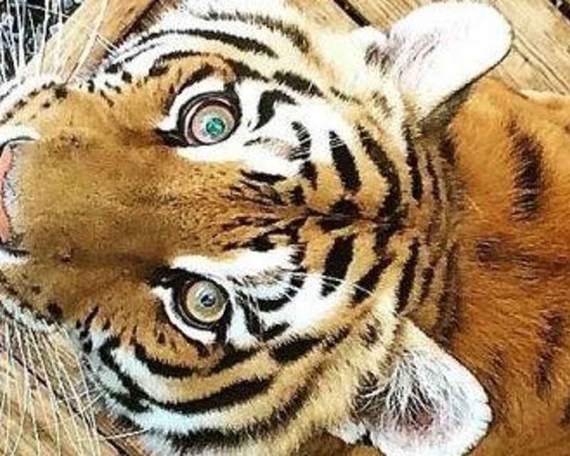 Birthday Party with Animal Encounters at Plumpton Park Zoo