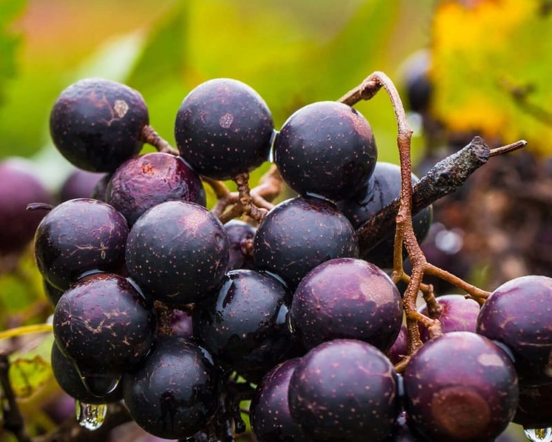 35-Acre Muscadine Vineyard Tour in Madisonville, TN
