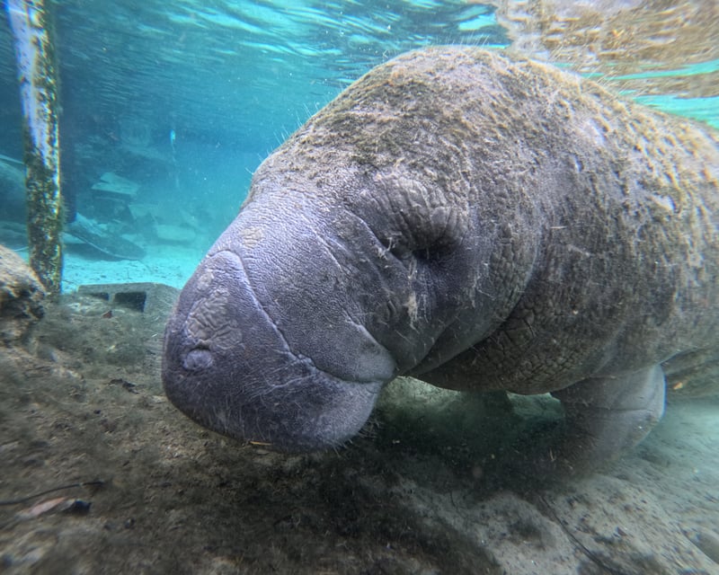 Crystal River Manatee Snorkeling Tour