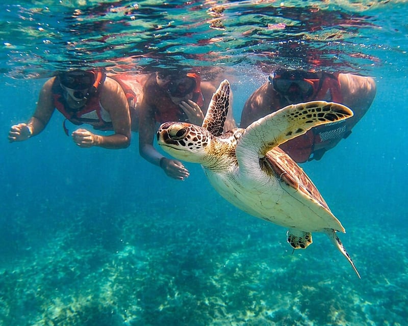 San Juan Turtle Snorkeling Tour