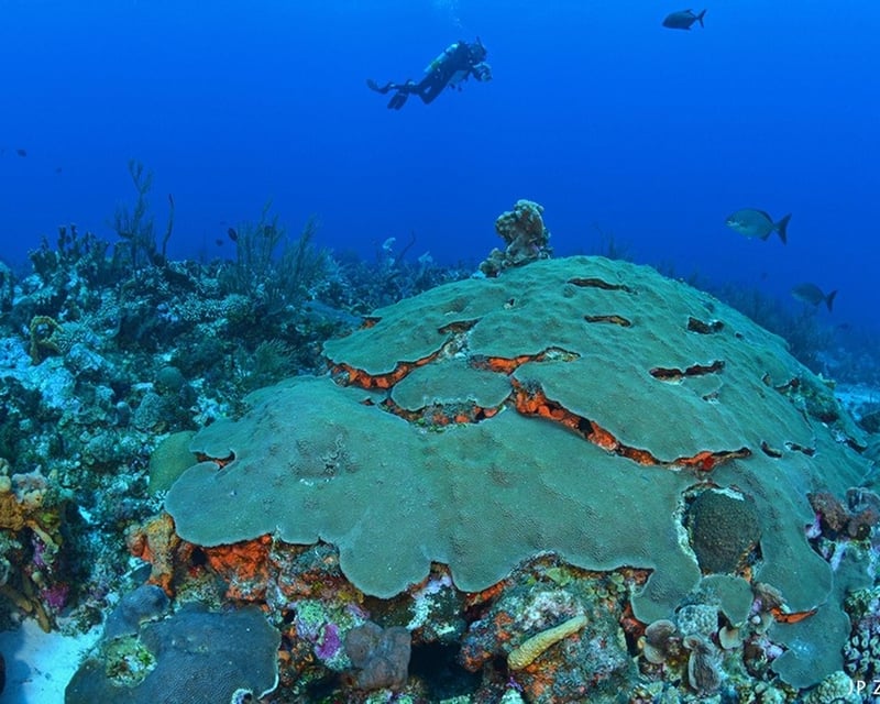 Ceiba SCUBA Dive & Snorkel Charter