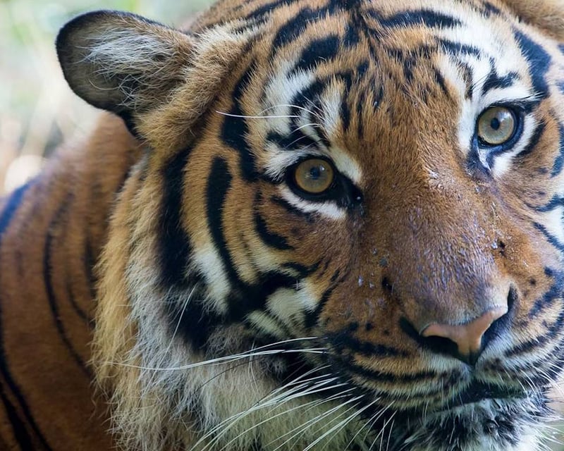 Woodland Park Zoo Skip-the-Line Admission in Seattle