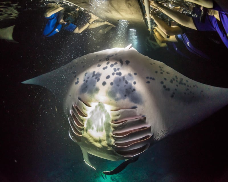 Night Manta Ray Snorkeling Tour in Kailua-Kona