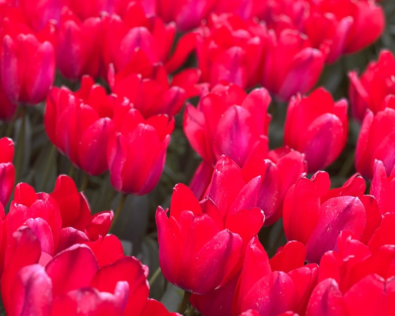 Enjoy a Mother’s Day Picnic in New York City