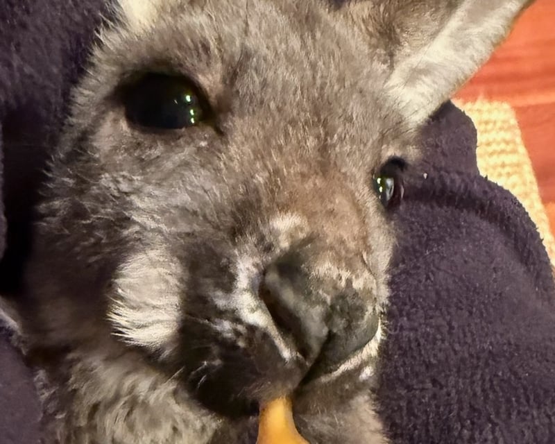 Feed Rooby the Kangaroo at Eagle Eye Farm
