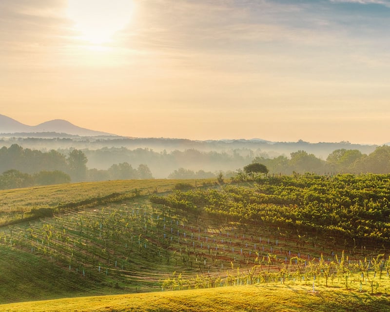 Private 3-Winery Wine Tour by SUV from Helen, GA