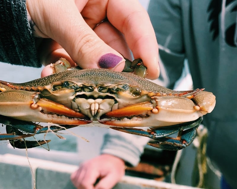 Private Crabbing Charter in Hilton Head