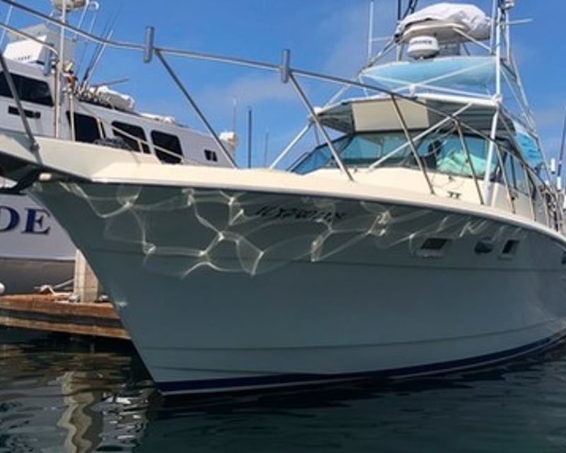 San Diego 9-Hour Pelagic Birding Charter