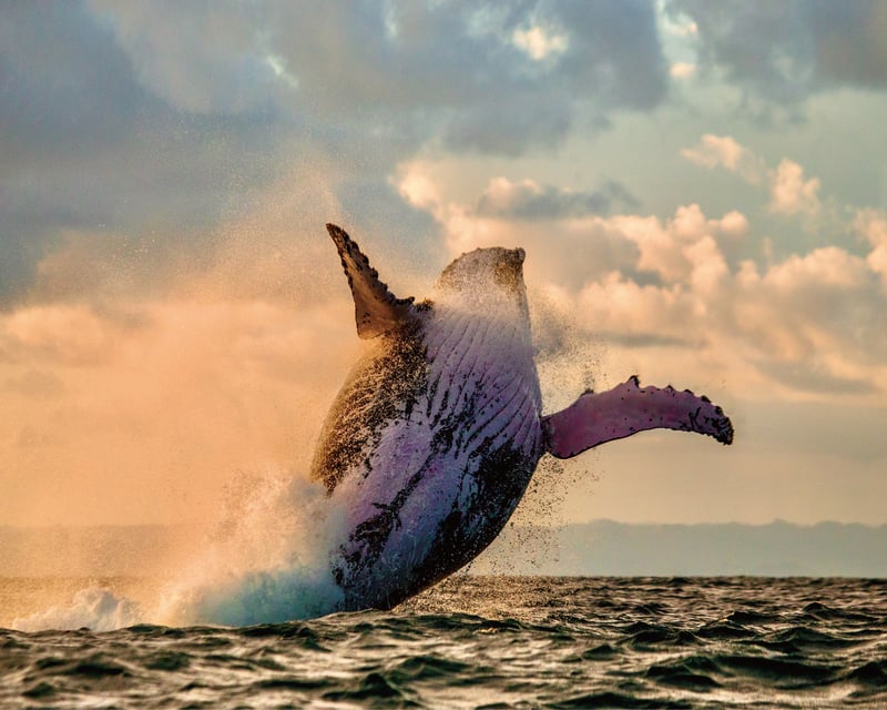 Sunset Whale Watching Catamaran Cruise in Waianae, Oahu