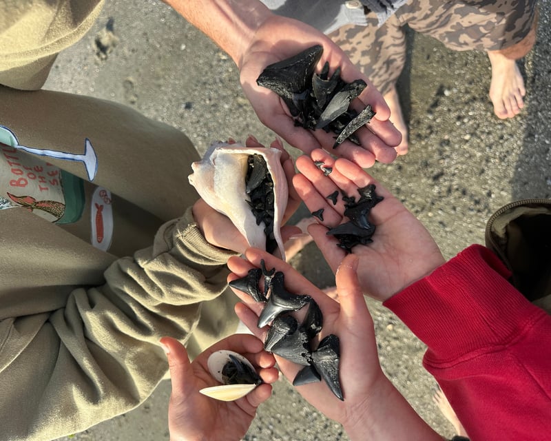 4-Hour Shark Teeth & Shells Boat Charter