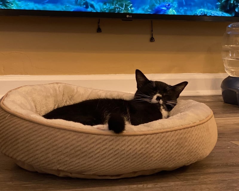 Cat Cafe Visit with Adoptable Cats in Huntington, NY