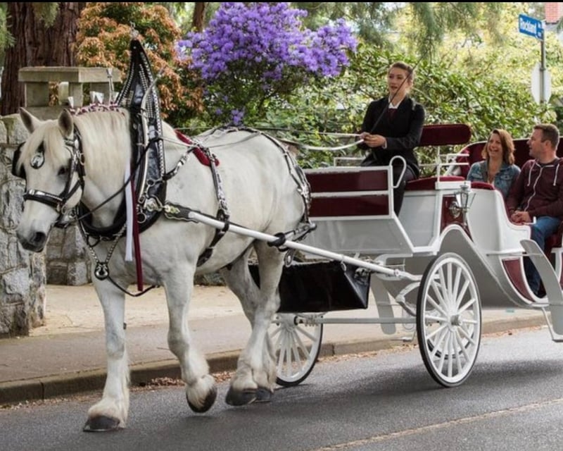 45-Minute Central Park Carriage Tour