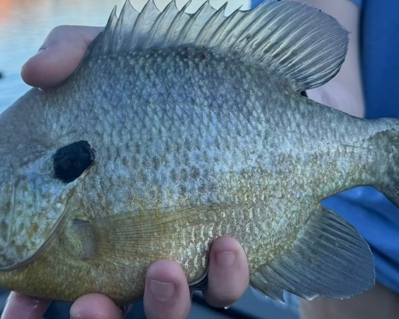 Private Full-Day Striped Bass Fishing Charter on Lake Havasu