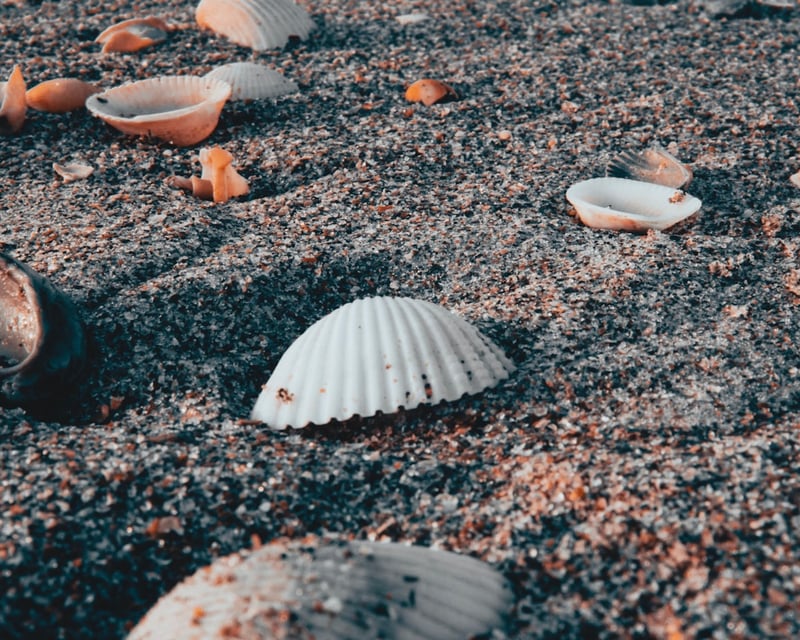 Private Boat-Access Beach Shelling Trip in Carolina Beach
