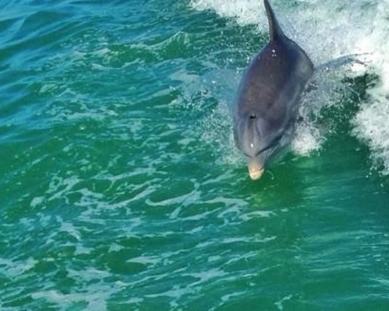 Afternoon Dolphin & Wildlife Cruise in Fort Myers