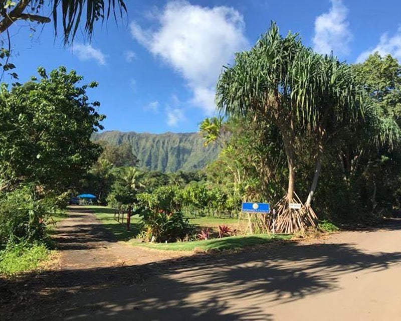 Kaneohe Cacao Farm Tour & Hawaii-Grown Chocolate Tasting