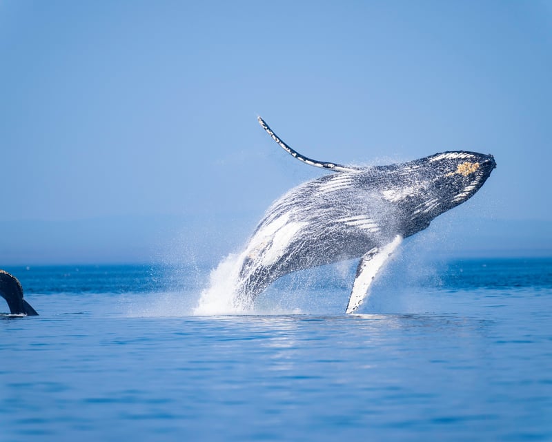 Private Orca & Whale Watching Charter in Anacortes