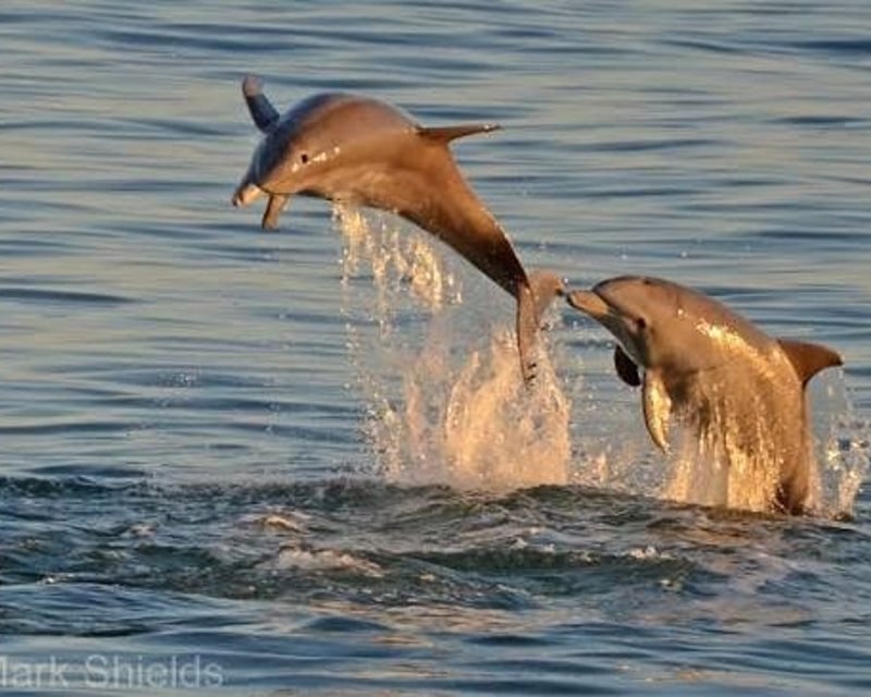 Dolphin & Wildlife Cruise in Beaufort, NC with Master Guides