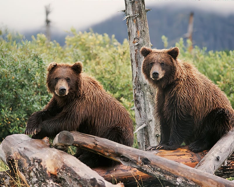 Whittier to Anchorage Wildlife Center Transfer Tour