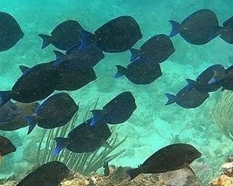 Coral Reef Snorkeling Tour in Culebra