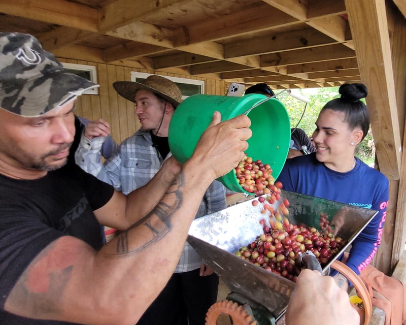 Hands-On Coffee Harvest Experience in Utuado, Puerto Rico