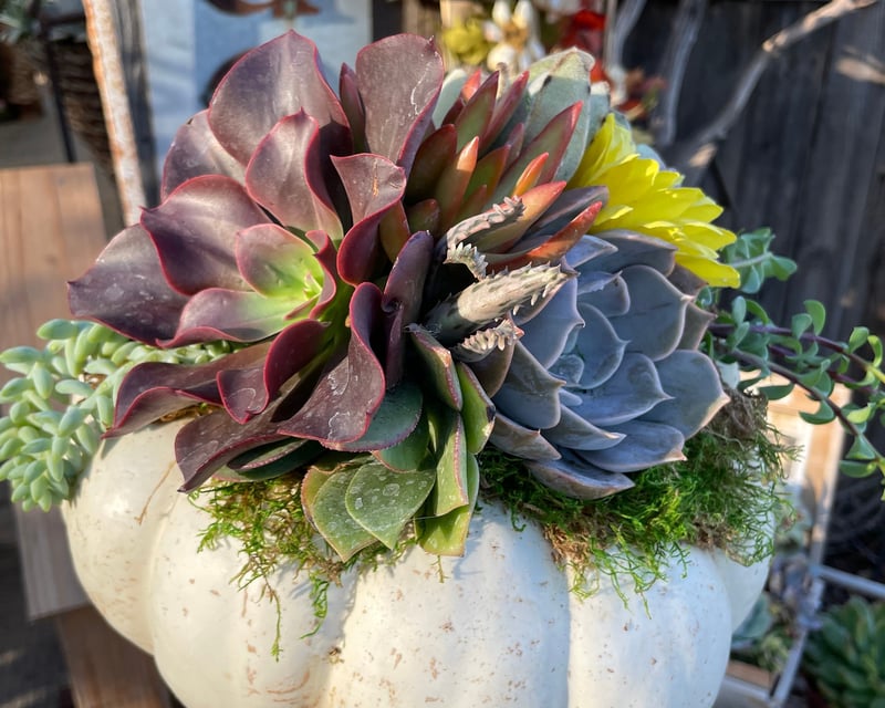 Succulent Pumpkin & Pixie Tower Workshop in Clovis
