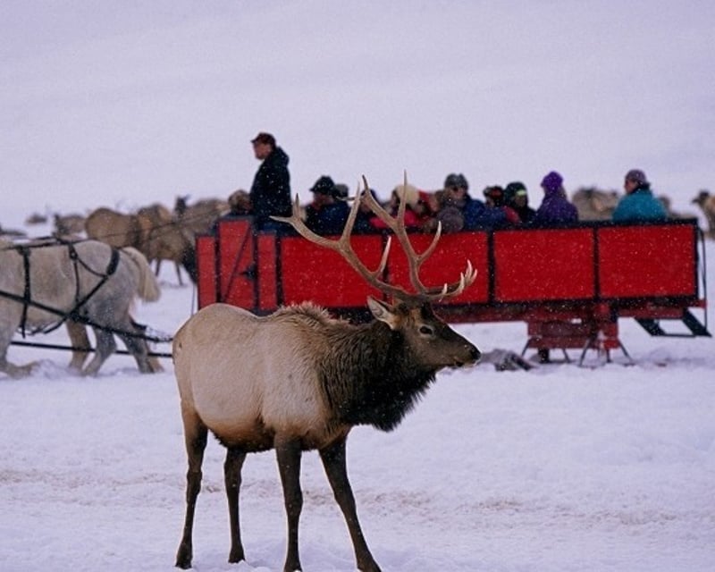 Full-Day Private Grand Teton Wildlife Tour & Sleigh Ride