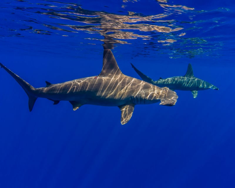 Kona Big 5 Marine Life Snorkeling Cruise
