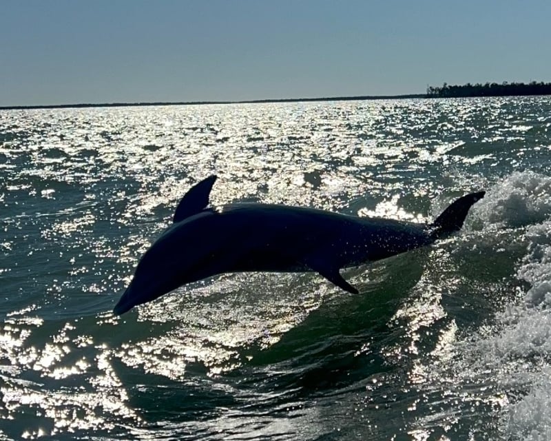 Dolphin & Wildlife Charter in Marco Island