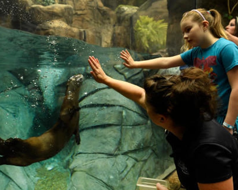 Private Otter Meet & Greet at Downtown Aquarium Denver