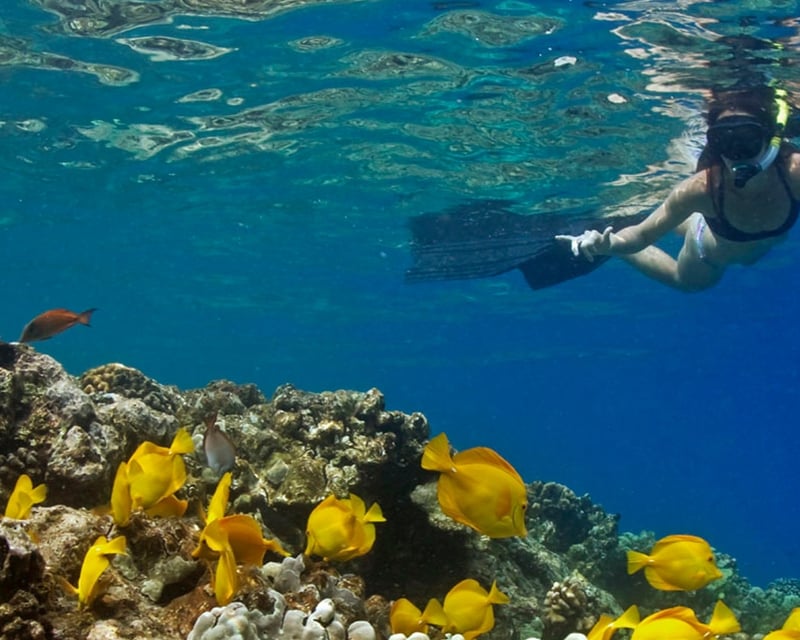 Double-Reef Snorkel Tour in Kailua-Kona
