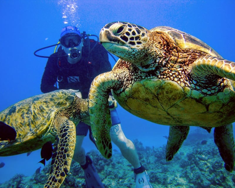 2-Tank Reef Dive Charter in Honolulu for Certified Divers