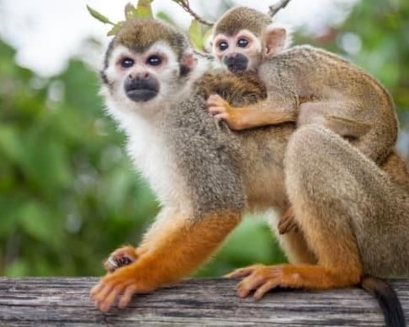 Squirrel Monkey Guided Tour at Monkeyland