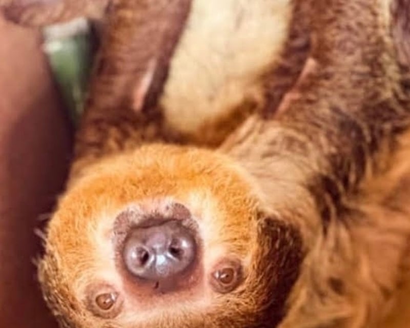 Private Sloth Encounter in Hogansville, GA