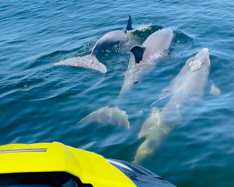 Partially Guided Jet Ski Dolphin Tour to Shell Island