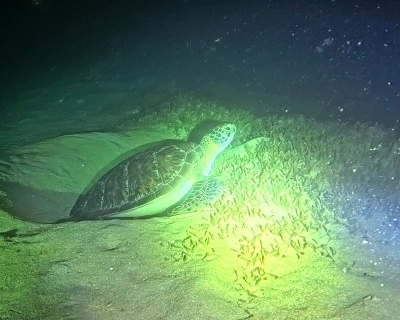 Private One-Tank Night Scuba Dive in Rincón