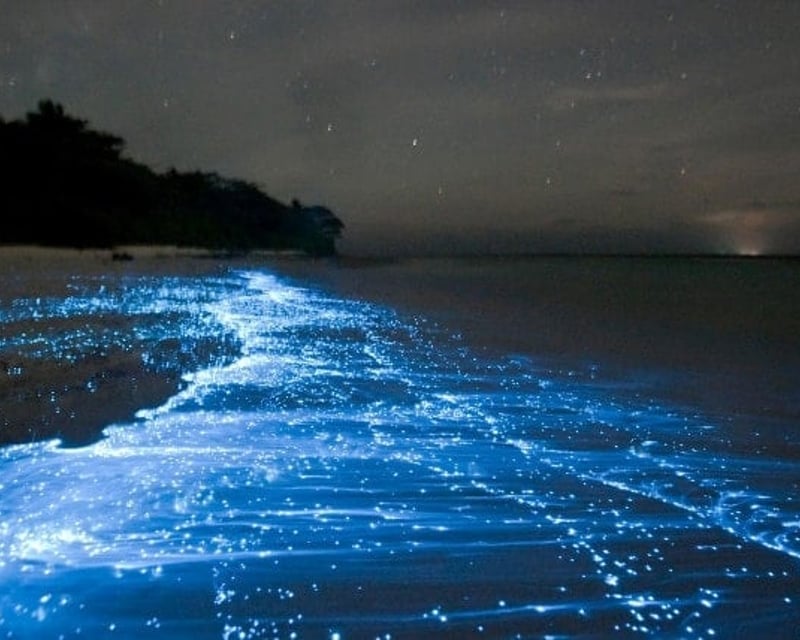 Vieques Mosquito Bay Bioluminescent Kayak Tour