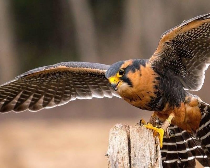 Falconry Experience in Columbus with Harris's Hawks