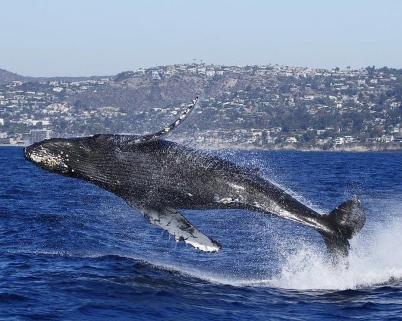 Private Whale Watching Charter in Dana Point