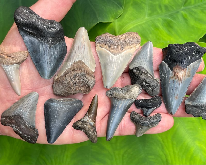 Self-Guided Fossil Hunting Charter in Charleston