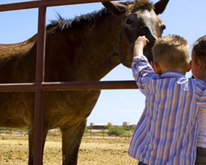 Kids' Horseback Riding Lesson in Chandler